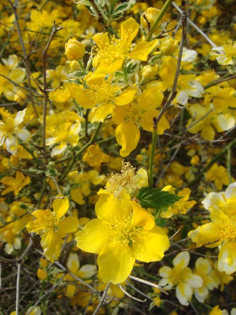 Kerria japonica 'Picta' fleur P9